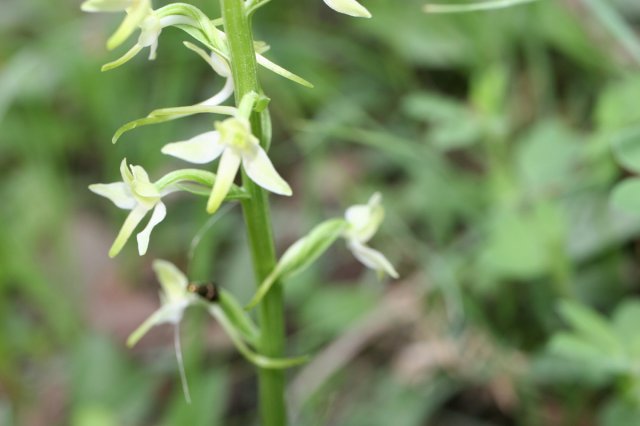 6-platanthera bifolia